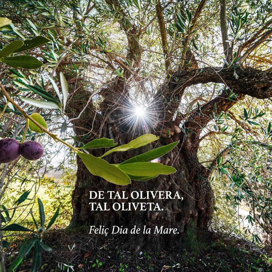 Oliflix Aceite de Oliva Virgen Extra Ecológico 750ml | Arbequina 80% | Primera Presión